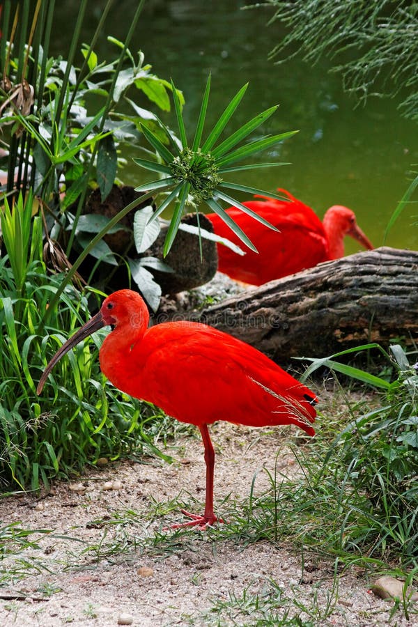 Two red birds contrasting with the green vegetation and waters of a lake in Itatiba, Sao Paulo, Brazil. Two red birds contrasting with the green vegetation and waters of a lake in Itatiba, Sao Paulo, Brazil.