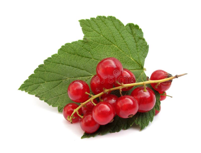 The Redcurrant (Ribes rubrum) is a member of the genus Ribes in the gooseberry family Grossulariaceae, native to parts of western Europe (France, Belgium, Netherlands, Germany, and northern Italy). It is a deciduous shrub normally growing to 1-1.5 m tall, occasionally 2 m, with five-lobed leaves arranged spirally on the stems. Redcurrant fruit is slightly more sour than its relative the blackcurrant, and is cultivated mainly for jams and cooked dishes, rather than for eating raw. The Redcurrant (Ribes rubrum) is a member of the genus Ribes in the gooseberry family Grossulariaceae, native to parts of western Europe (France, Belgium, Netherlands, Germany, and northern Italy). It is a deciduous shrub normally growing to 1-1.5 m tall, occasionally 2 m, with five-lobed leaves arranged spirally on the stems. Redcurrant fruit is slightly more sour than its relative the blackcurrant, and is cultivated mainly for jams and cooked dishes, rather than for eating raw.