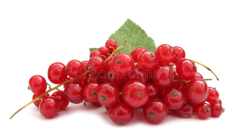 The Redcurrant (Ribes rubrum) is a member of the genus Ribes in the gooseberry family Grossulariaceae, native to parts of western Europe (France, Belgium, Netherlands, Germany, and northern Italy). It is a deciduous shrub normally growing to 1-1.5 m tall, occasionally 2 m, with five-lobed leaves arranged spirally on the stems. Redcurrant fruit is slightly more sour than its relative the blackcurrant, and is cultivated mainly for jams and cooked dishes, rather than for eating raw. The Redcurrant (Ribes rubrum) is a member of the genus Ribes in the gooseberry family Grossulariaceae, native to parts of western Europe (France, Belgium, Netherlands, Germany, and northern Italy). It is a deciduous shrub normally growing to 1-1.5 m tall, occasionally 2 m, with five-lobed leaves arranged spirally on the stems. Redcurrant fruit is slightly more sour than its relative the blackcurrant, and is cultivated mainly for jams and cooked dishes, rather than for eating raw.