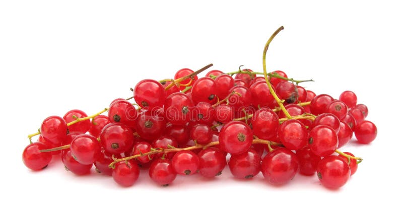 The Redcurrant (Ribes rubrum) is a member of the genus Ribes in the gooseberry family Grossulariaceae, native to parts of western Europe (France, Belgium, Netherlands, Germany, and northern Italy). It is a deciduous shrub normally growing to 1-1.5 m tall, occasionally 2 m, with five-lobed leaves arranged spirally on the stems. Redcurrant fruit is slightly more sour than its relative the blackcurrant, and is cultivated mainly for jams and cooked dishes, rather than for eating raw. The Redcurrant (Ribes rubrum) is a member of the genus Ribes in the gooseberry family Grossulariaceae, native to parts of western Europe (France, Belgium, Netherlands, Germany, and northern Italy). It is a deciduous shrub normally growing to 1-1.5 m tall, occasionally 2 m, with five-lobed leaves arranged spirally on the stems. Redcurrant fruit is slightly more sour than its relative the blackcurrant, and is cultivated mainly for jams and cooked dishes, rather than for eating raw.