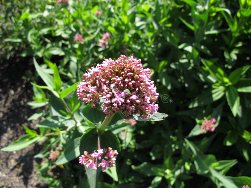 Κόκκινο Valerian, Centranthus Ruber στοκ φωτογραφία με δικαίωμα ελεύθερης χρήσης Κόκκινο Valerian, Centranthus Ruber στοκ φωτογραφία με δικαίωμα ελεύθερης χρήσης