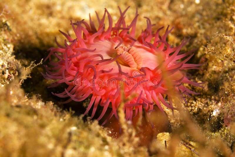 Black Sea Red actinia (Actinia equina) on the stone. Black Sea Red actinia (Actinia equina) on the stone.