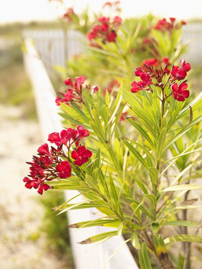 Flowering oleander bush at beach behind white fence. Flowering oleander bush at beach behind white fence.