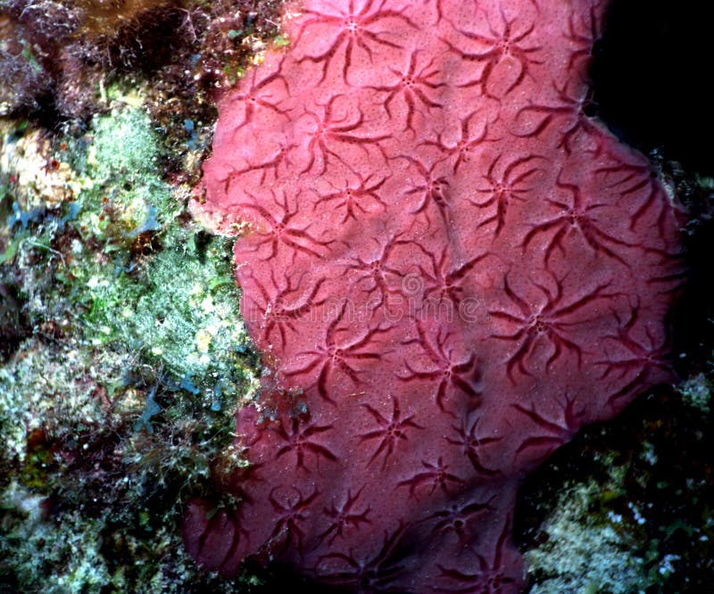 Detail of red star coral, also known as golfball coral, taken off the coast of curacao, netherland antilles;. Detail of red star coral, also known as golfball coral, taken off the coast of curacao, netherland antilles;