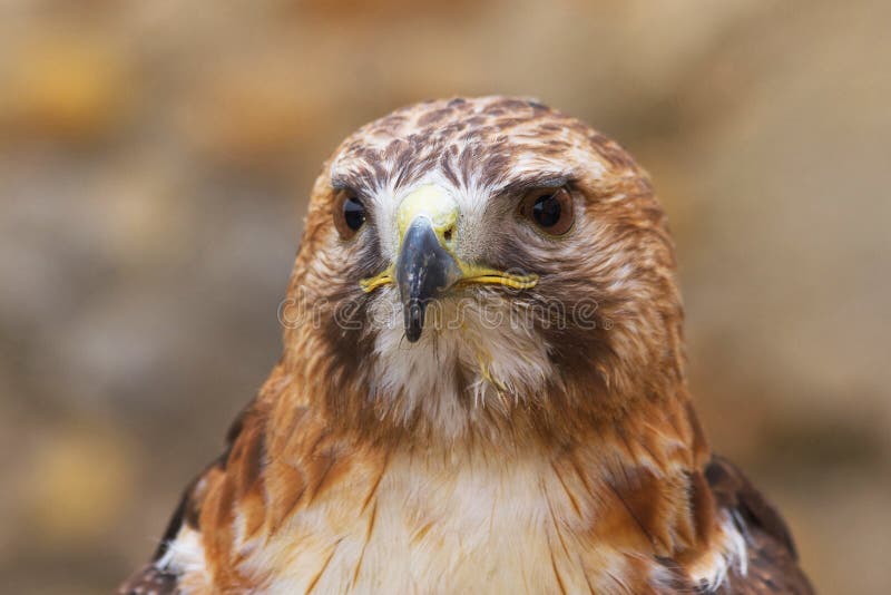 Eagle Red Tail Buteo Jamaicensis with leftovers. Eagle Red Tail Buteo Jamaicensis with leftovers