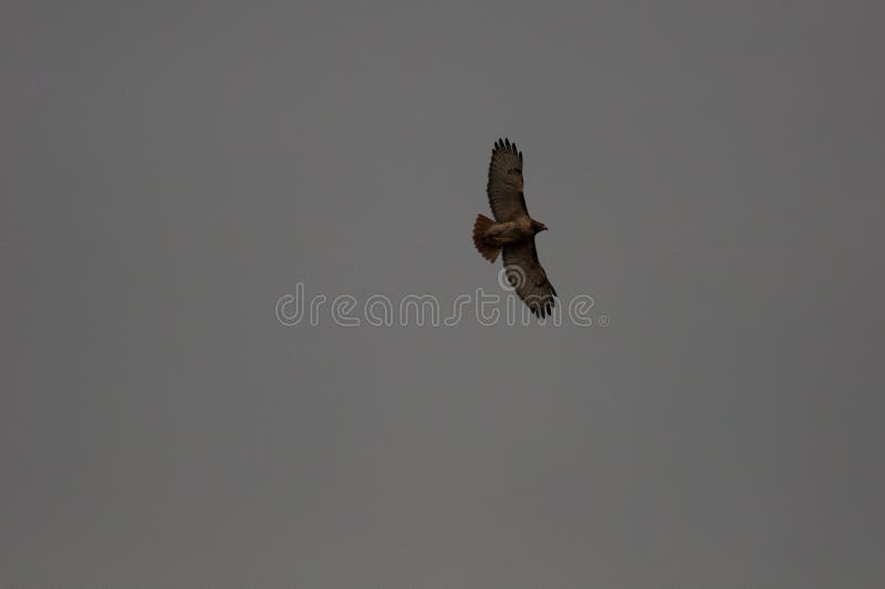 A red-tailed hawk flying high in a gray cloudy sky. A red-tailed hawk flying high in a gray cloudy sky