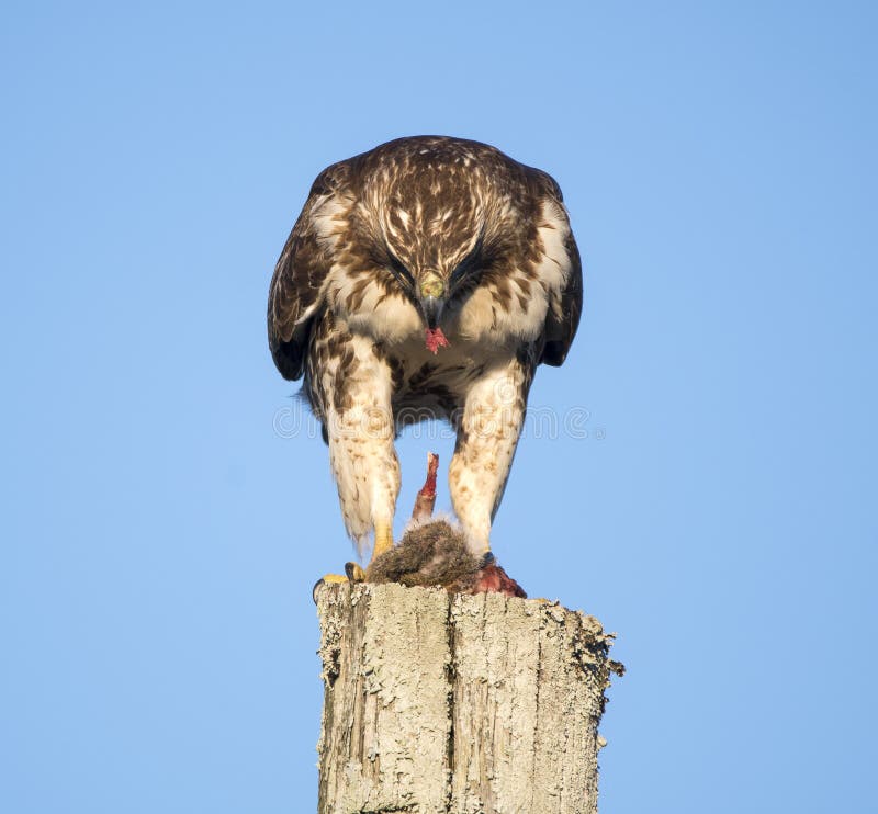 Large raptor Red Tailed Hawk ripping apart a dead Eastern Gray Squirrel. Birding photography in Walton County, Georgia USA.  Buteo jamaicensis is a bird of prey native to North America. Large raptor Red Tailed Hawk ripping apart a dead Eastern Gray Squirrel. Birding photography in Walton County, Georgia USA.  Buteo jamaicensis is a bird of prey native to North America.