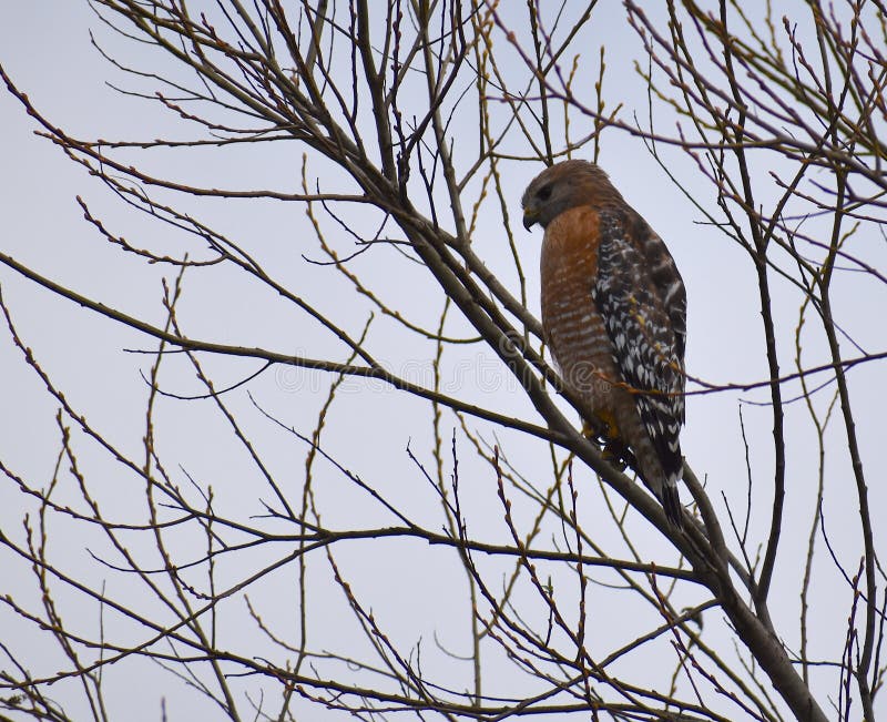 A red shouldered hawk Buteo lineatus in a bare tree, against a gray sky, near Watsonville, California. A red shouldered hawk Buteo lineatus in a bare tree, against a gray sky, near Watsonville, California