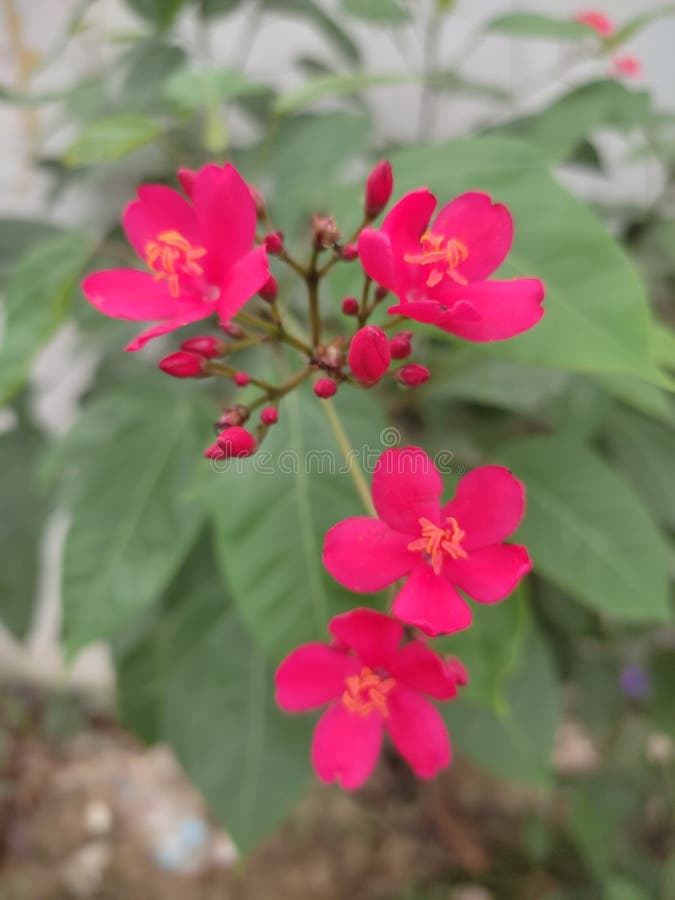 κόκκινο λουλούδι batavia ή paregrina ή πικάντικο jatropha με όμορφο κόκκινο χρώμα