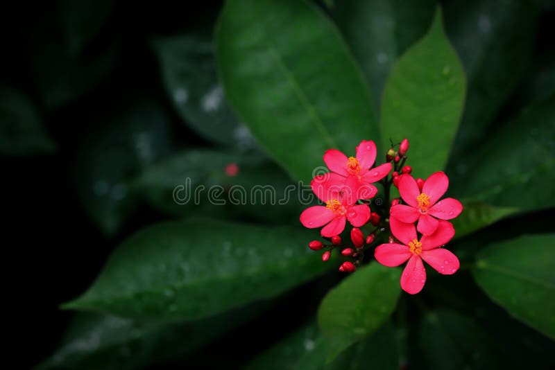 κόκκινο μπακαλιάρο λουλούδι γνωστό και ως περεγρίνα