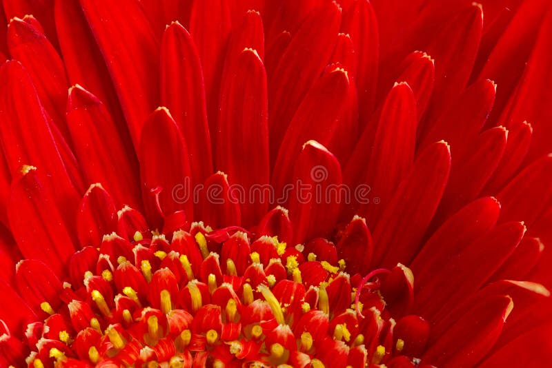 Κόκκινο λουλούδι Gerbera