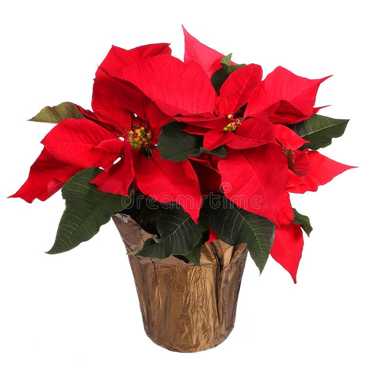 Κόκκινο λουλούδι poinsettia που απομονώνεται Λουλούδια Χριστουγέννων στοκ φωτογραφίες