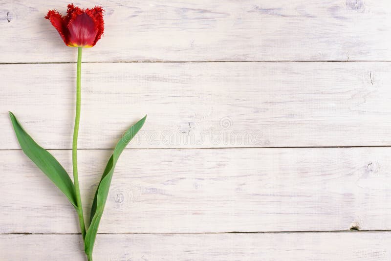 Red tulip flower on old white wooden table background. Top view with copy space. Red tulip flower on old white wooden table background. Top view with copy space.
