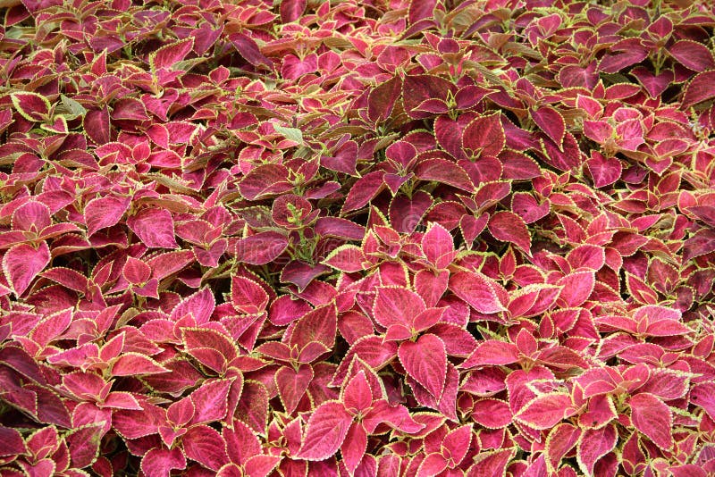 Κόκκινο πράσινο Coleus φυτό Blumei στοκ φωτογραφία με δικαίωμα ελεύθερης χρήσης Κόκκινο πράσινο Coleus φυτό Blumei στοκ φωτογραφία με δικαίωμα ελεύθερης χρήσης