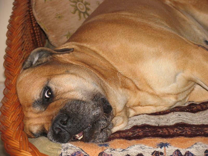 Κόκκινο σκυλί bullmastiff που βρίσκεται στον καναπέ στοκ εικόνες Κόκκινο σκυλί bullmastiff που βρίσκεται στον καναπέ στοκ εικόνες