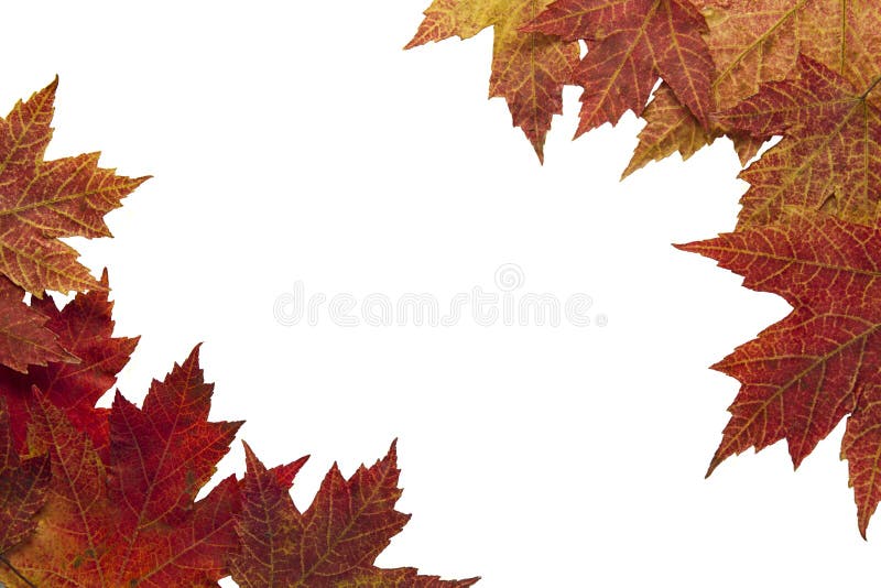 Red Autumn Maple Leaves Background in the Fall Border 2. Red Autumn Maple Leaves Background in the Fall Border 2