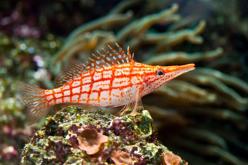A sitting red stripped tropical sea fish. A sitting red stripped tropical sea fish
