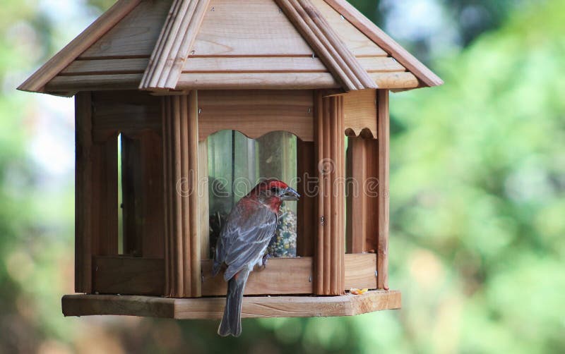 Κόκκινος Finch τροφοδότης πουλιών στοκ φωτογραφίες Κόκκινος Finch τροφοδότης πουλιών στοκ φωτογραφίες