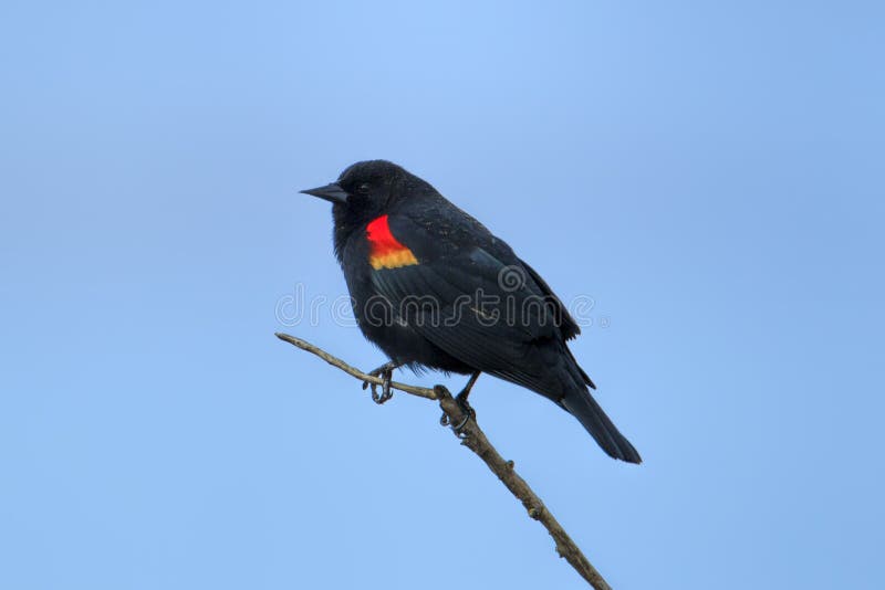 A red winged blackbird Agelaius phoeniceus perched on a twig in Hauser, Idaho. A red winged blackbird Agelaius phoeniceus perched on a twig in Hauser, Idaho.