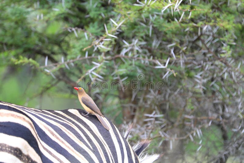 ΚόκκινοΧρεωμένο Oxpecker Ιππεύοντας μια ζέβρα στοκ φωτογραφίες
