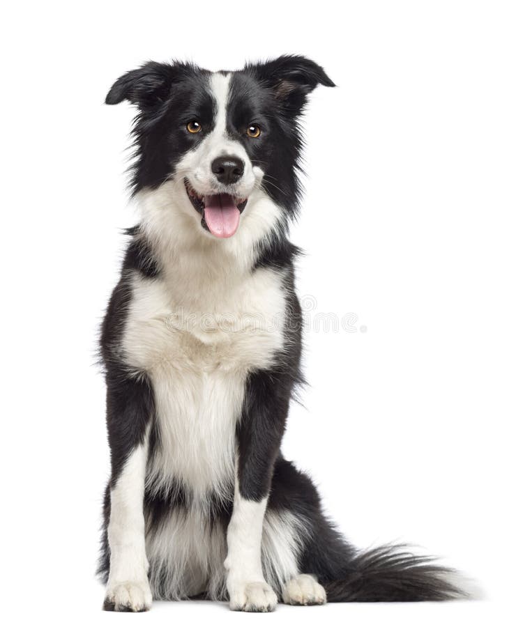 Border Collie, 1. 5 years old, sitting and looking away against white background. Border Collie, 1. 5 years old, sitting and looking away against white background