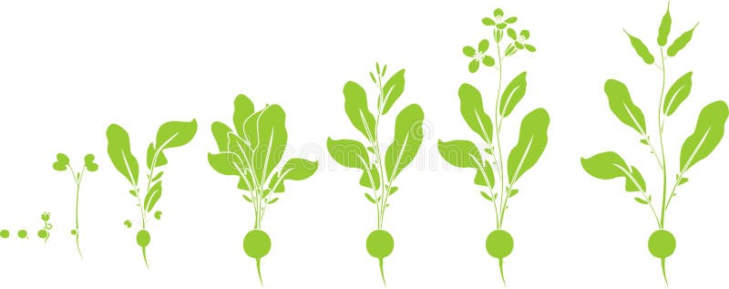 Radish life cycle. Green silhouettes of consecutive stages of growth from seed to flowering and fruit-bearing plant isolated on white background. Radish life cycle. Green silhouettes of consecutive stages of growth from seed to flowering and fruit-bearing plant isolated on white background