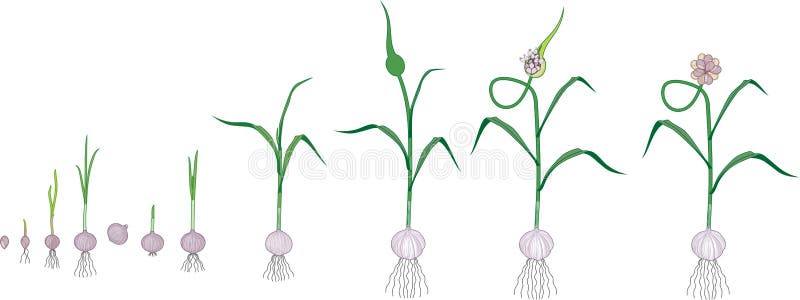 Garlic life cycle. Consecutive stages of growth from bulbil to adult flowering garlic plant. Garlic life cycle. Consecutive stages of growth from bulbil to adult flowering garlic plant