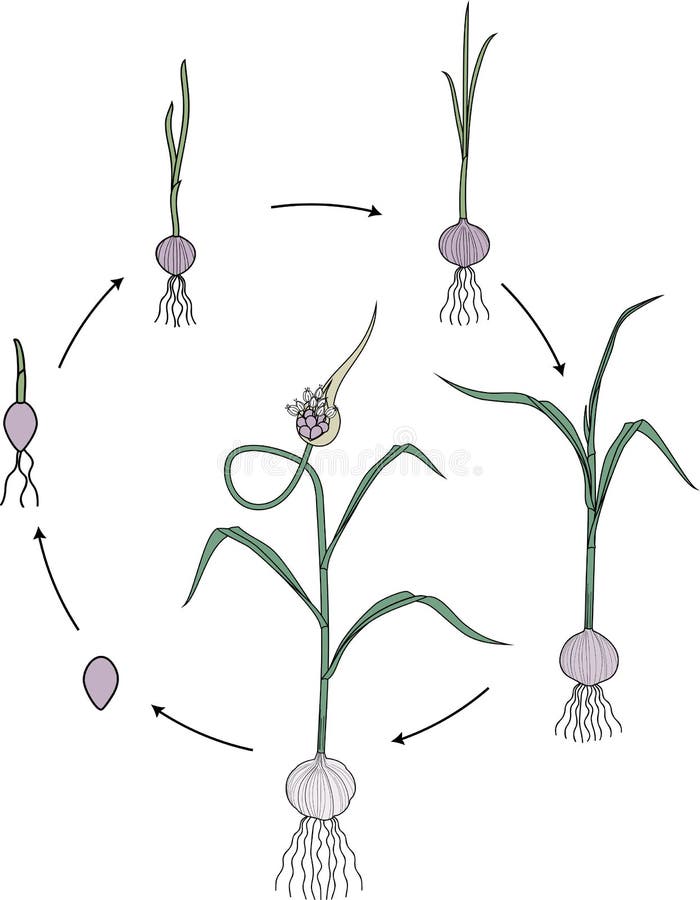 Garlic life cycle. Consecutive stages of growth from bulbil to adult flowering garlic plant. Garlic life cycle. Consecutive stages of growth from bulbil to adult flowering garlic plant