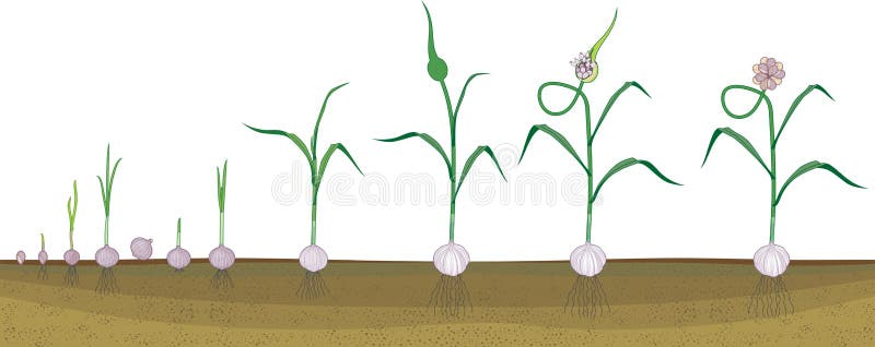 Garlic life cycle. Consecutive stages of growth from bulbil to flowering garlic plant. Plants showing root structure below ground level on vegetable patch. Garlic life cycle. Consecutive stages of growth from bulbil to flowering garlic plant. Plants showing root structure below ground level on vegetable patch