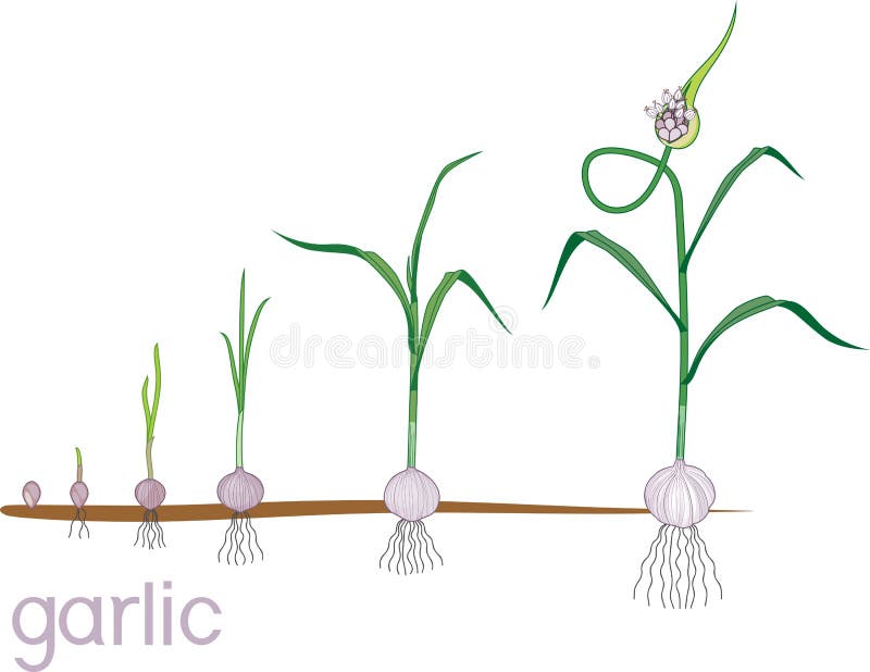 Garlic life cycle. Consecutive stages of growth from bulbil to flowering garlic plant. Plants showing root structure below ground level on vegetable patch. Garlic life cycle. Consecutive stages of growth from bulbil to flowering garlic plant. Plants showing root structure below ground level on vegetable patch