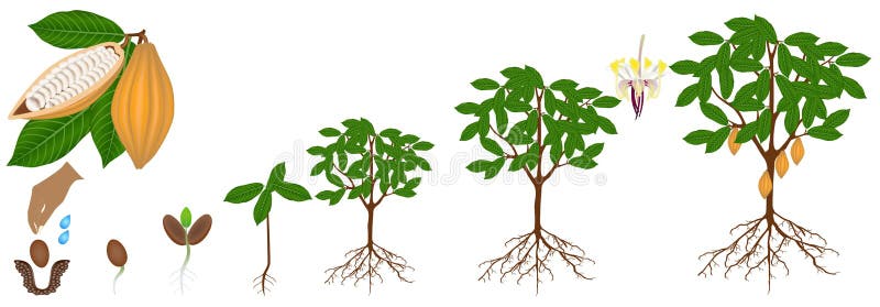 Cycle of growth of a cocoa plant isolated on a white background, beautiful illustration. Cycle of growth of a cocoa plant isolated on a white background, beautiful illustration.