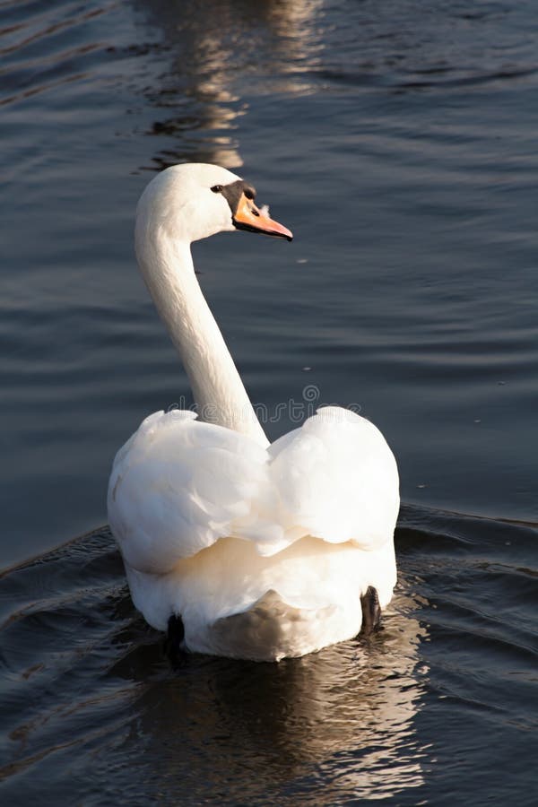 White swan on the lake. White swan on the lake