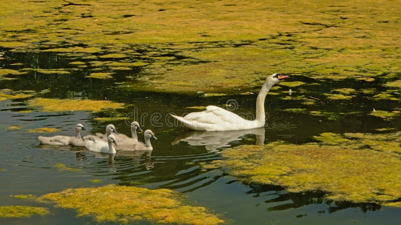 Swan mom and chicks swimming in a lake with a lot of duckweed - cygnus. Swan mom and chicks swimming in a lake with a lot of duckweed - cygnus