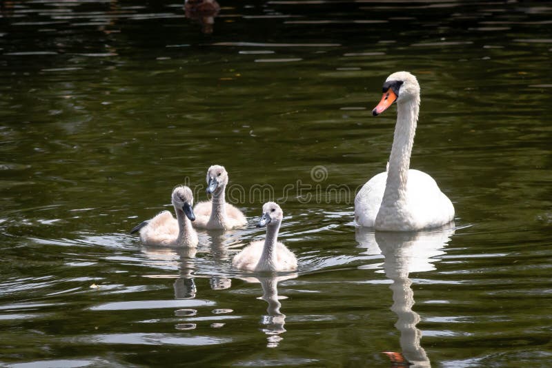 An adult swan with 3 baby cygnets on the river. An adult swan with 3 baby cygnets on the river