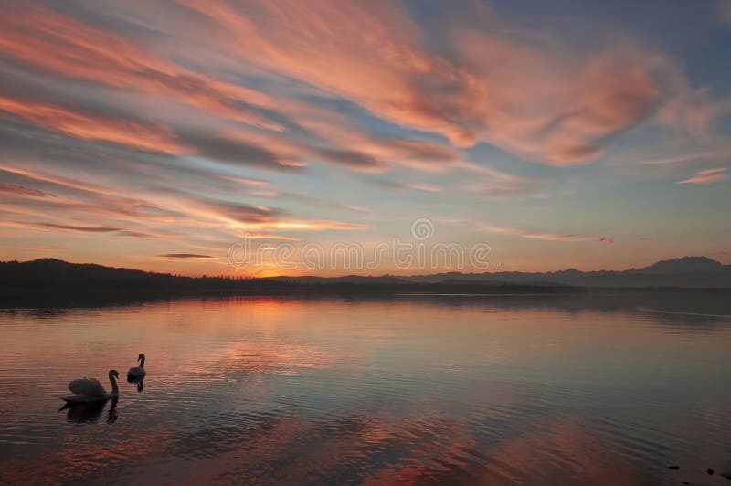 Two swans in a romantic sunset on the Varese lake. Two swans in a romantic sunset on the Varese lake