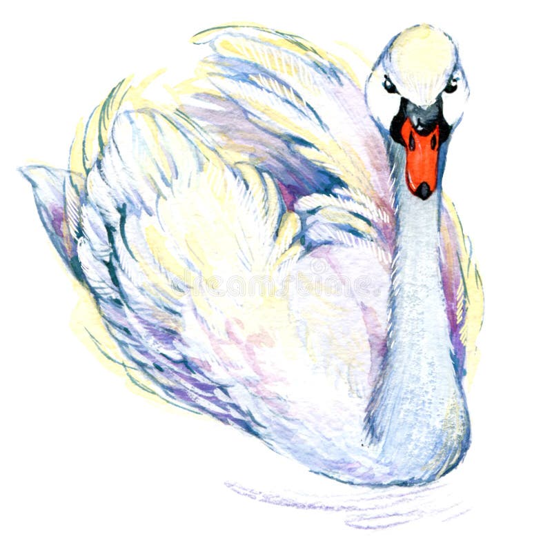Κύκνος Σχέδιο του Κύκνου Watercolor διανυσματική απεικόνιση Κύκνος Σχέδιο του Κύκνου Watercolor διανυσματική απεικόνιση