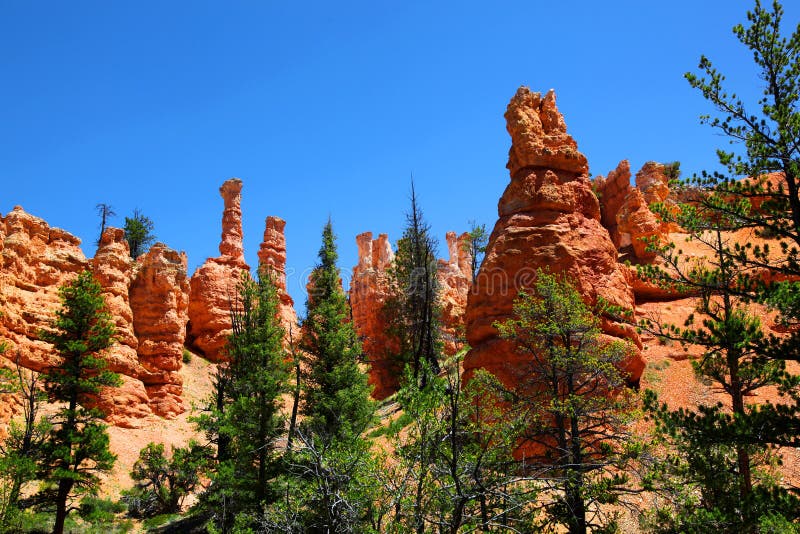 Κώνοι Hoodoo και πεύκα ponderosa στο εθνικό πάρκο φαραγγιών του Bryce στοκ φωτογραφία με δικαίωμα ελεύθερης χρήσης Κώνοι Hoodoo και πεύκα ponderosa στο εθνικό πάρκο φαραγγιών του Bryce στοκ φωτογραφία με δικαίωμα ελεύθερης χρήσης