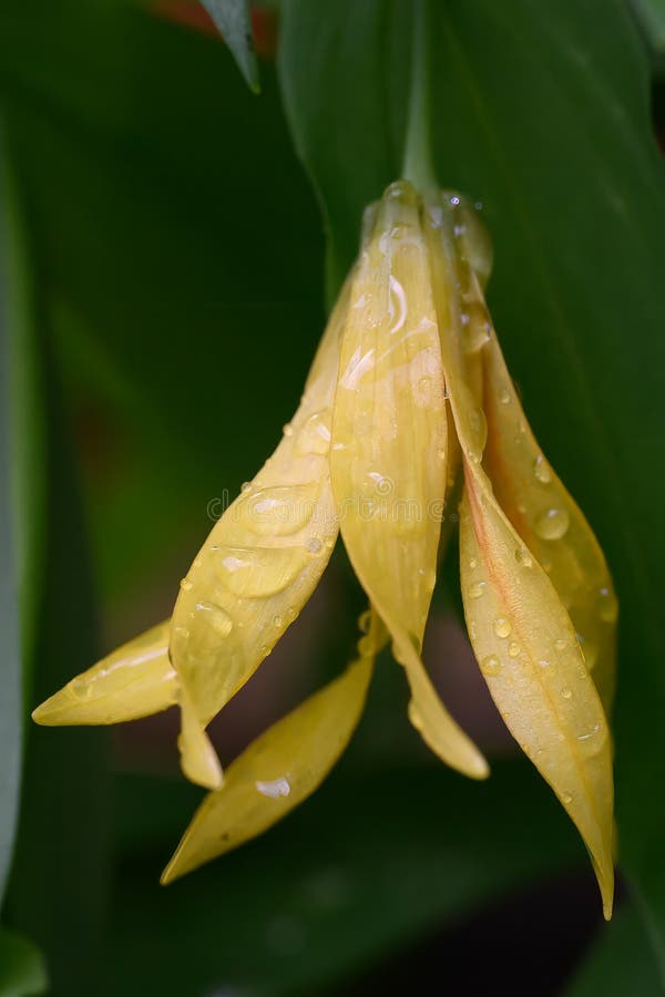 λάρυγγα γλαυκώδης uvularia grandiflora κίτρινο λουλούδι σε κλείσιμο στοκ εικόνα με δικαίωμα ελεύθερης χρήσης