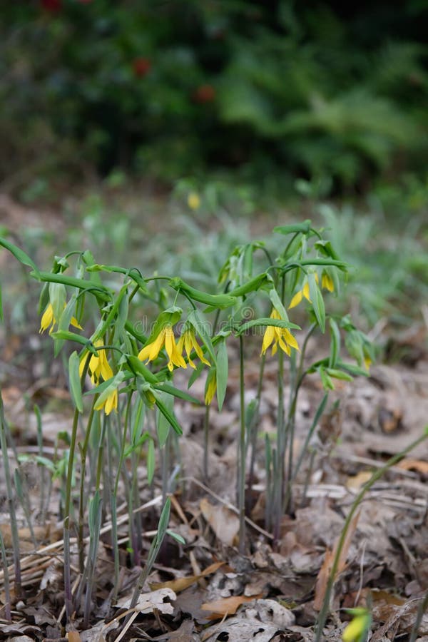 λάρυγγα με άνθισμα belwortnbsp uvularia grandiflora που ανθίζει στο φυσικό περιβάλλον στοκ εικόνα