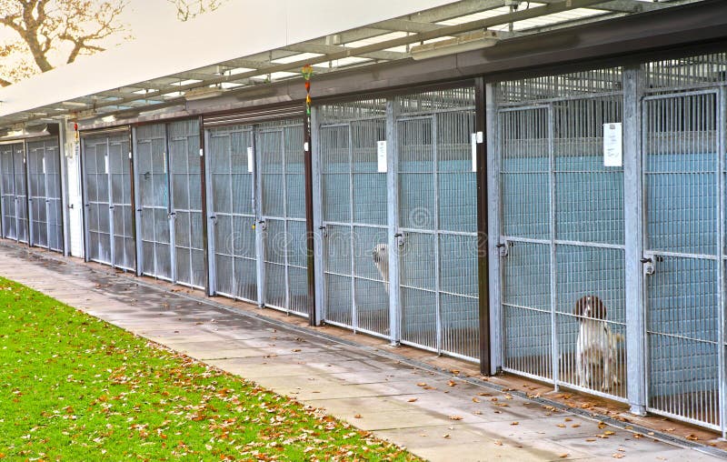 Dog pound cages with homeless dogs. Dog pound cages with homeless dogs.