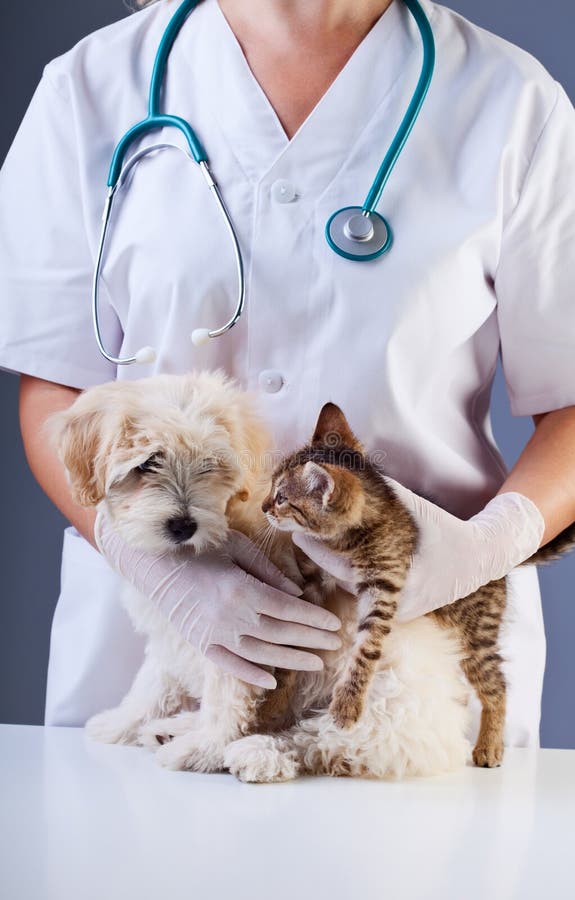 Λίγη συνεδρίαση των σκυλιών και γατακιών στον κτηνιατρικό γιατρό