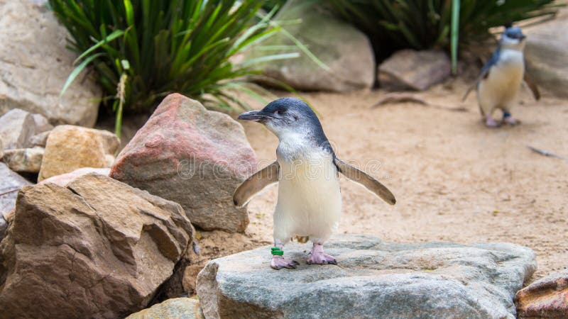 Λίγο Penguins, πάρκο άγριας φύσης Featherdale, NSW, Αυστραλία στοκ εικόνες με δικαίωμα ελεύθερης χρήσης Λίγο Penguins, πάρκο άγριας φύσης Featherdale, NSW, Αυστραλία στοκ εικόνες με δικαίωμα ελεύθερης χρήσης