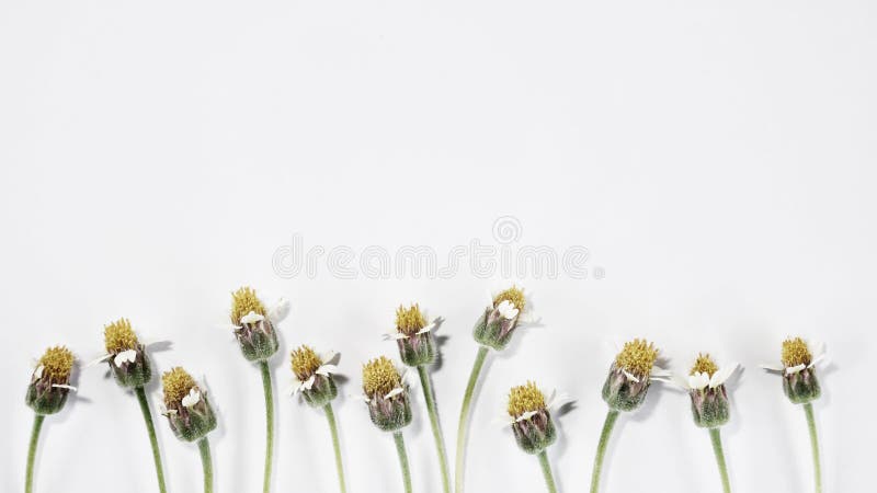 Little yellow flower pollen and white petal align at buttom image. on white and clear background. Little yellow flower pollen and white petal align at buttom image. on white and clear background