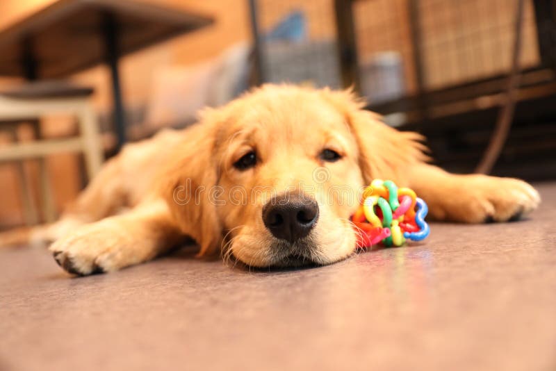 Λίγο χρυσό retriever. Με μικρό χρυσό retriever στη καφετερία