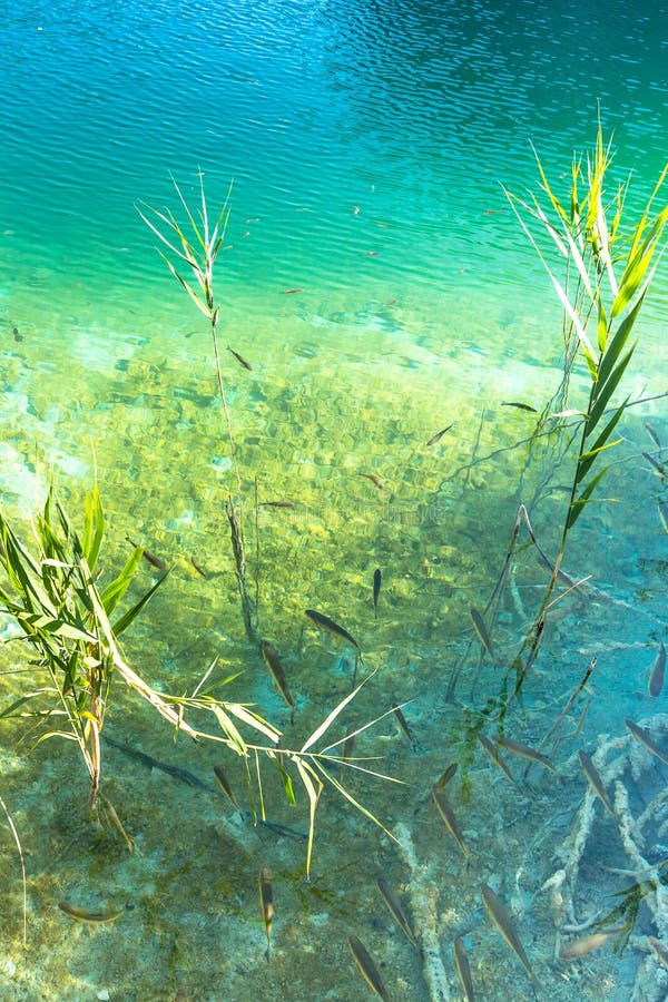 Λίμνες Plitvice, καταρράκτης της Κροατίας Καταπληκτική θέση στοκ εικόνες με δικαίωμα ελεύθερης χρήσης Λίμνες Plitvice, καταρράκτης της Κροατίας Καταπληκτική θέση στοκ εικόνες με δικαίωμα ελεύθερης χρήσης