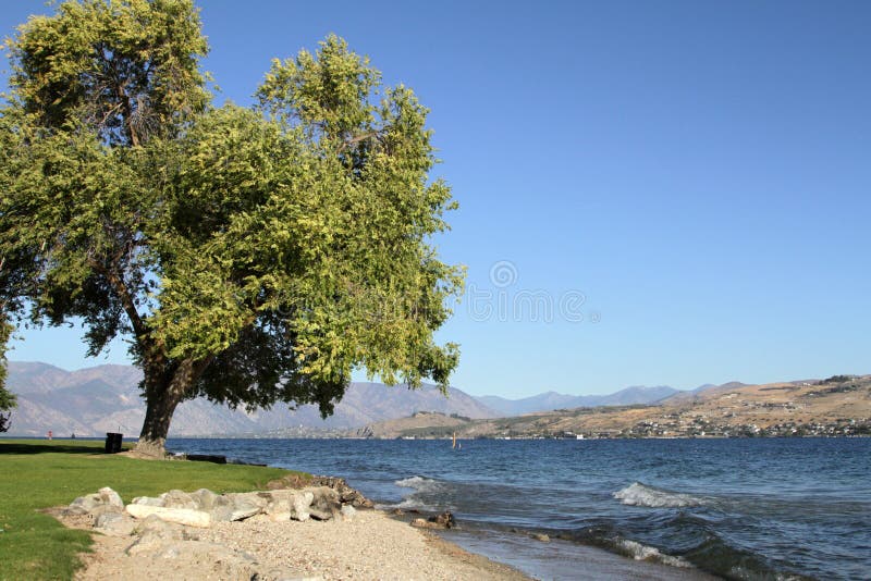 Λίμνη Chelan και δέντρο στοκ εικόνα με δικαίωμα ελεύθερης χρήσης