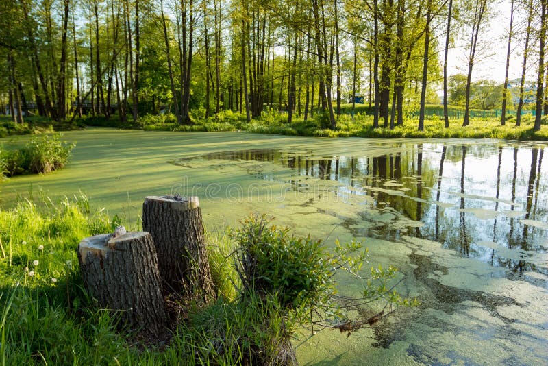 Λίμνη με duckweed και τα κολοβώματα επάνω. Η λίμνη καλύπτεται με duckweed στην τράπεζα της οποίας υπάρχουν κολοβώματα δέντρων Τοπίο