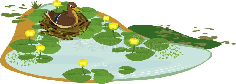 Pond overgrown with flowering yellow water-lily Nuphar lutea with green leaves and female wild duck mallard or Anas platyrhynchos in nest. Pond overgrown with flowering yellow water-lily Nuphar lutea with green leaves and female wild duck mallard or Anas platyrhynchos in nest