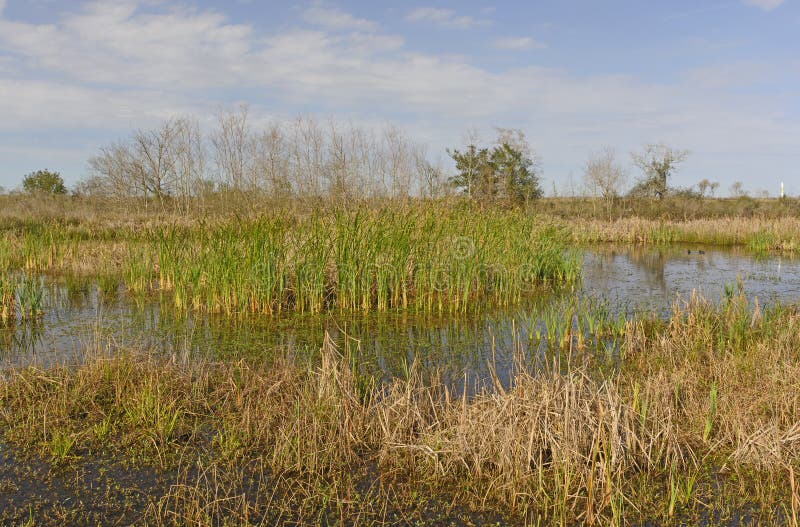 Wetland Pond in the Bayou in the Cameron Prairie National Wildlife Refuge in Louisiana. Wetland Pond in the Bayou in the Cameron Prairie National Wildlife Refuge in Louisiana