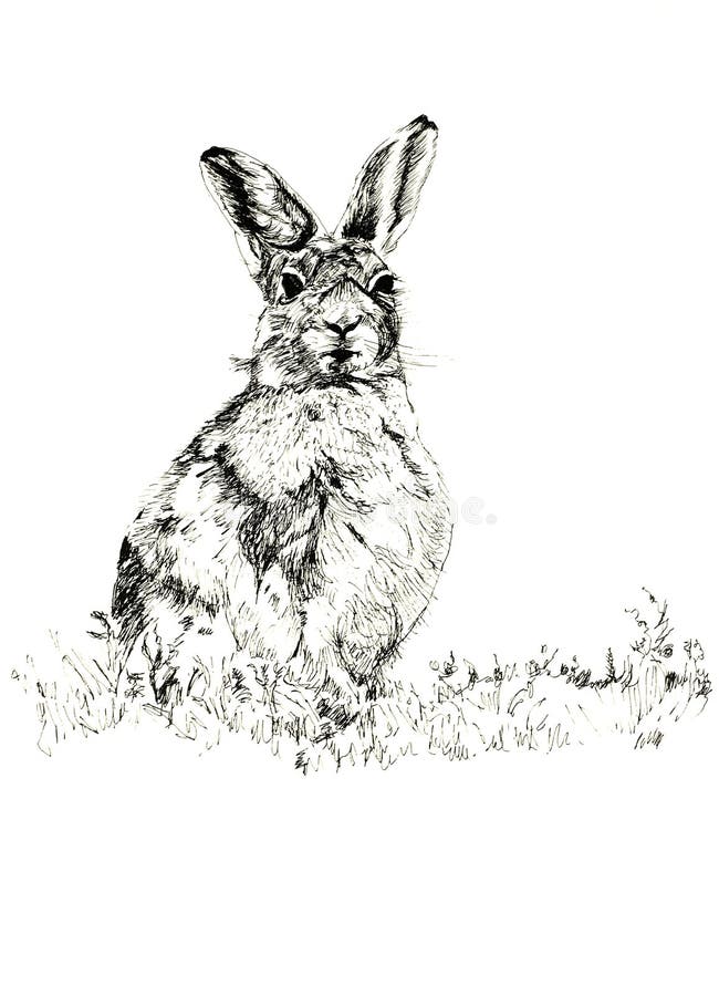 Pen and ink hand drawn illustration of a hare against a white background. Illustration by marilyna. Pen and ink hand drawn illustration of a hare against a white background. Illustration by marilyna.